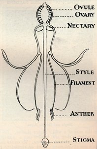 Diagram av en Fuchsia-blomma, som visar mekanismen som används för att producera frön, c1934 av Unbekannt