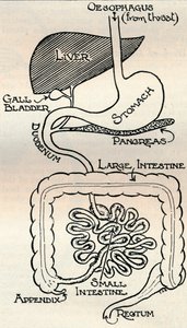 Diagram som visar matsmältningskanalen, som går rakt igenom kroppen, c1934 av Unbekannt