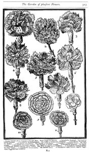 Dianthus nejlikor och rosa, 1629 av Unbekannt