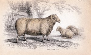 Dishley New Leicester Ram, c1840 av Unbekannt