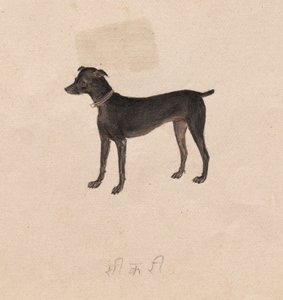 Hund, 1800-tal. av Unbekannt