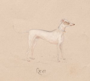 Hund, 1800-tal. av Unbekannt