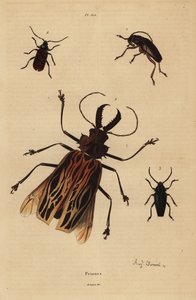 Dorysthenes paradoxus 1, Macrodontia cervicornis, sårbar 2, Elateropsis lineatus 3 och Prionus versicolor 4 av Unbekannt