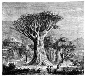 Dracona of Icod, Teneriffa, Spanien, c1900-talet av Unbekannt