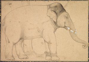 Teckning av en elefant, ca. 1700. av Unbekannt