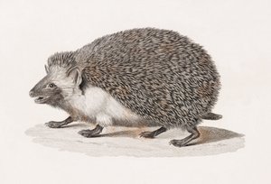 Eared igelkott av Unbekannt