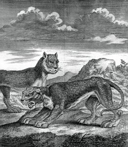 Ostindisk leopard, 1750 av Unbekannt