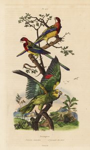 Eastern rosella, Platycercus-examen och gulkrönt amazon, Amazona ochrocephala av Unbekannt
