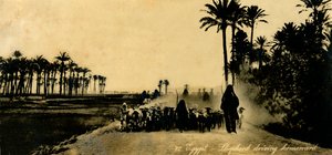 Egypten - Herde som kör hemåt, c1918-c1939. av Unbekannt