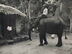 Elefant på en stig nära Kandy, 1926 av Unbekannt