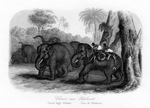 Elefantjakt, Indien, c1840 av Unbekannt