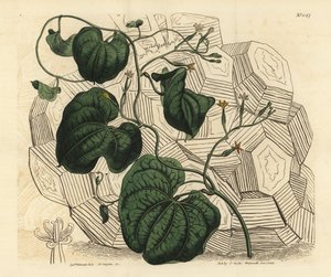 Elefantfot, Dioscorea elephantipes (hona cape bryony, Tamus elephantipes faemina) av Unbekannt