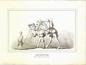 En kamel med en ledare från Sardis. Illustration hämtad från boken Variegated travel pictures av Jerichau-Baumann, Elisabeth och utgiven av Forlagsbureauet (Köpenhamn, 1881) av Unbekannt