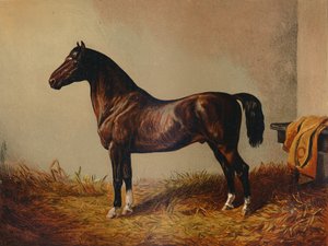 Hela ponnyhacket Don Carlos, c1897. av Unbekannt