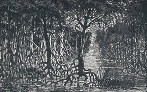 Ekvatorialafrikansk skog, 1924 av Unbekannt