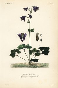 Europeisk akleja, Aquilegia vulgaris, Ancolie vulgaire av Unbekannt
