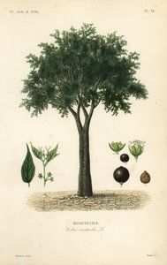 Europeiskt nässelträd, medelhavshackberry, loteträd eller honungsbär, Celtis australis, micocoulier av Unbekannt