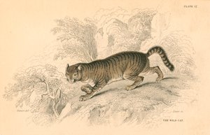 Europeisk vildkatt Felis silvestris, 1828 av Unbekannt