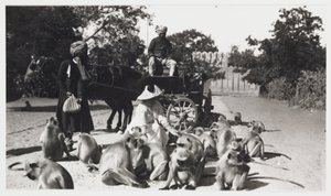 Europeisk kvinna som matar en trupp apor, Indien, c 1910 av Unbekannt