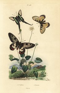 Falsk apollo, Archon apollinus 1, vit draksvans, Lamproptera curius 2, och klarvingad svalstjärt, Cressida cressida 3, gräs av parnassus, Parnassia palustris av Unbekannt