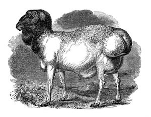 Fettrumpiga får från Tartary, 1848 av Unbekannt