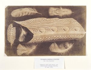 Fjädrar, c 1840 av Unbekannt