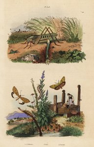 Vårbitare gräshoppa honor som lägger ägg, Decticus verrucivorus 4, fjäderfotare, Spiris striata 1, och rödfläckig flunkey, Utetheisa pulchella 2 och Lixus paraplecticus skalbagge 3. Lithosies, lixe, locuste av Unbekannt