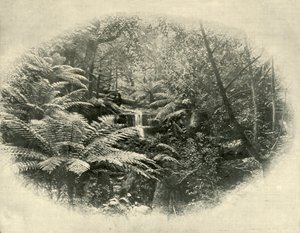 Fern Tree Gully, Tasmanien, 1901. av Unbekannt