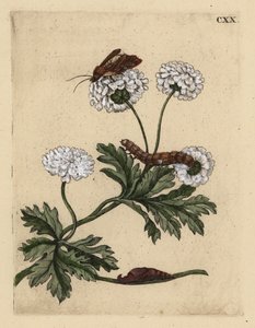 Feverfew, Tanacetum parthenium, med mal, larv och puppa, CXX av Unbekannt
