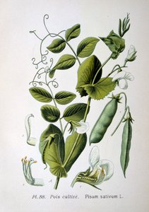 Åker- och trädgårdsärta, 1893 av Unbekannt