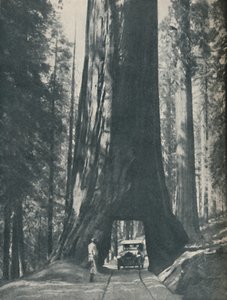 Fint exemplar av den största organismen som någonsin levt, c1935 av Unbekannt