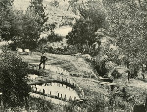Fiskdammar, Ercildoune, nära Ballarat, 1901. av Unbekannt