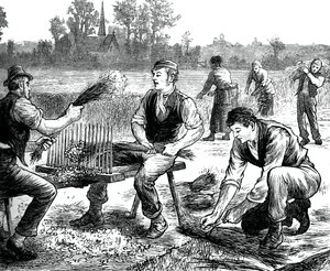 Lin porlande, c1880 av Unbekannt