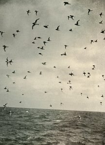 Flight of Antarctic Petrels, c1908, 1909. av Unbekannt