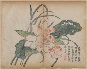 Blommande lotus och knopp, 1700-talet. av Unbekannt