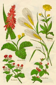 Blommor: Aloe, Arnica, Pilrot, Korn, Balsammynta, Kardborre, c1940. av Unbekannt