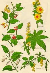 Blommor: Bitter söt, havtorn, kuber, cikoria, ricinolja, berberis, c1940.