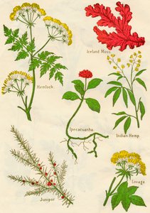 Blommor: Hemlock, Island Moss, Ipecacuanha, Indisk hampa, Juniper, Lovage, c1940