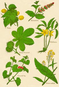 Blommor: humle, hästminta, hästkastanj, hellebore, mald murgröna, pepparrot, c1940
