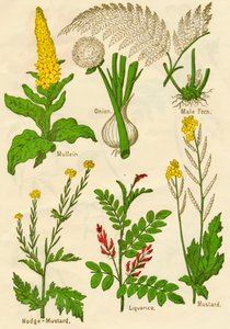 Blommor: Mullein, lök, hanormbunke, nodge-senap, lakrits, senap, c1940 av Unbekannt