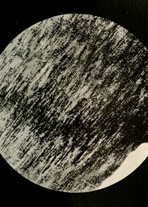 Fossilskog i sandsten, från en morän på latitud 85° syd, c1908, 1909. av Unbekannt