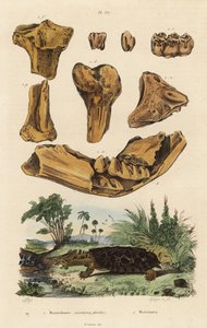 Fossila ben av en utdöd amerikansk mastodont, Mammut americanum 1, och mata mata, Chelus fimbriata 2 av Unbekannt