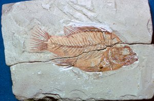 Fossil av en fisk av Unbekannt