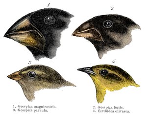 Fyra eller arten fink som observerats av Darwin på Galapagosöarna av Unbekannt