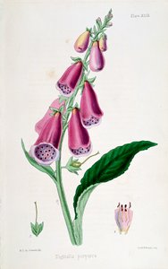 Foxglove Digitalis purpurea, 1800-talet. av Unbekannt