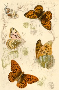 Fritillary fjärilar, 1800-talet. av Unbekannt