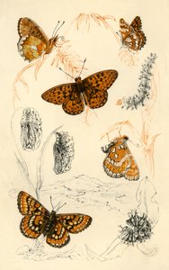 Fritillary fjärilar, 1800-talet. av Unbekannt