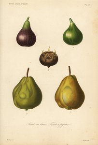 Frukt, kärnfrukt och bärfrukt av Unbekannt