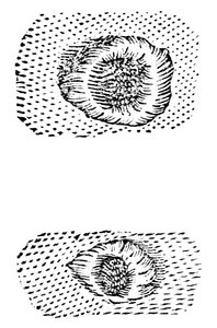 Galileos teckning av månkratrar, 1611, c1655 av Unbekannt