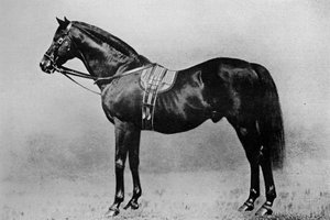 Galopin, 1872-1899, 1911 av Unbekannt